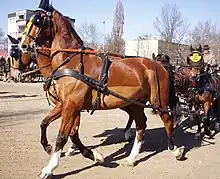 four tall elegant horses in harness