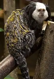 A White-headed marmoset on a tree