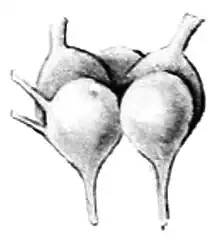 A double structure of two ganglia, with six nerves branching off