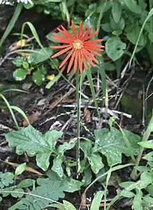 Gerbera jamesonii