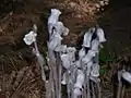 Monotropa uniflora - Indian Pipe