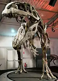 Reconstructed skeleton of Giganotosaurus carolinii