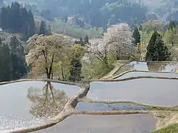 Gimyo Rice Terrace