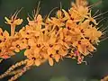 Glorybower Flower in Bangalore, India