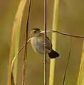 Golden-headed Cisticola (Cisticola exilis tytleri) at Manas National Park, Assam, India