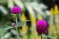 Gomphrena globosa