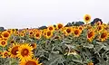 Image of a sunflower farm in Gorasara