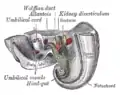 Tail end of human embryo, twenty-five to twenty-nine days old.