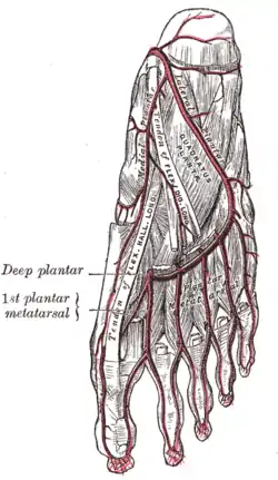 The plantar arteries. Deep view.