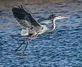 Great Blue Heron landing the Bombay Hook National Wildlife Refuge