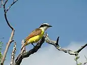 Great kiskadee (Pitangus sulphuratus). Bee Co., Texas (3 July 2011).