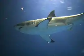 Photo of shark