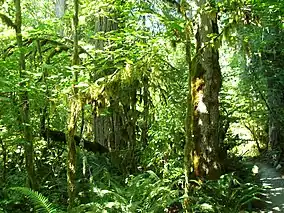 Densely populated greenery in a forest