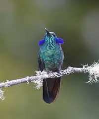 Male C. c. cabanidis displaying its "ears"Costa Rica