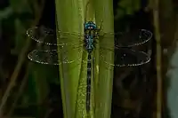 Male