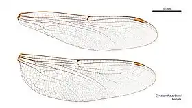 Female wings