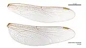 Female wings