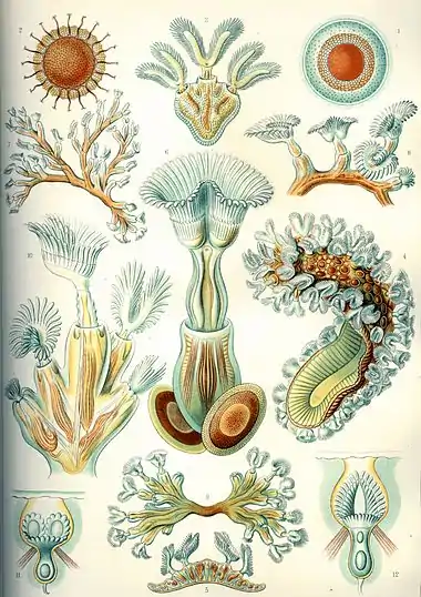 Bryozoa