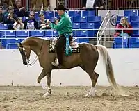 Photograph of a part-Arabian horse being ridden at a show by a man in western clothing