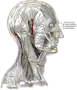 Nerves of the human head, from Gray's Anatomy, 1858