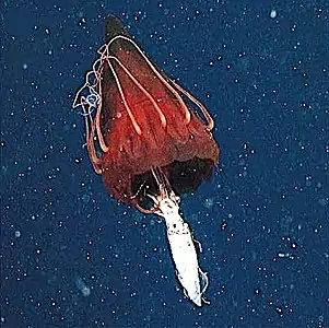 Helmet jellyfish feeding on an armhook squid underwater