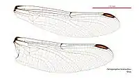 Male wings