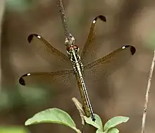 Female