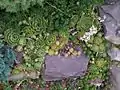 Multiple Hens and chicks alongside sedum