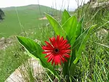 Gerbera aurantiaca