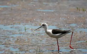 Black-winged stilt