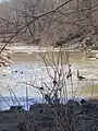 Canada geese near Stadium Blvd in 2019