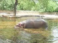 Hippopotamus