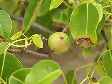 A spherical, green and brown, apple-like fruit on a tree.