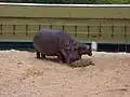 Hippos