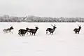 Red deer in winter near Leisi