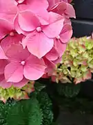 Hydrangea macrophylla