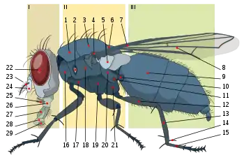 6 = Diptera scutellum