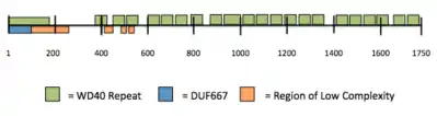 Protein WDR90 primary amino acid sequence and its internal features/structures.