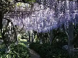 Wisteria arbor, April 2009