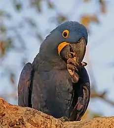 Hyacinth macaw