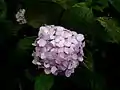 Hydrangea flowers at the "Cerro El Avila" National Park, Venezuela