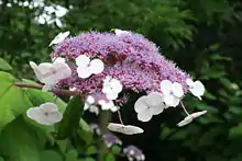 Hydrangea aspera ssp. sargentiana