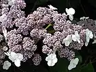 Detail of the inflorescence