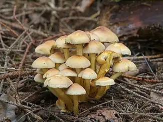 Hypholoma fasciculare