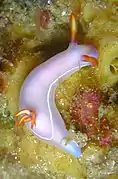 Hypselodoris bullockii