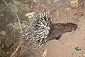 Himalayan crestless porcupine H. b. hodgsoni from India