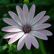 Close-up of flower