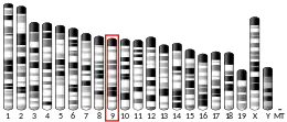 Chromosome 9 (mouse)