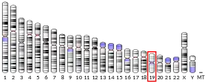 Chromosome 19 (human)