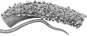 Oral (top) and aboral (bottom) views of tentacular club